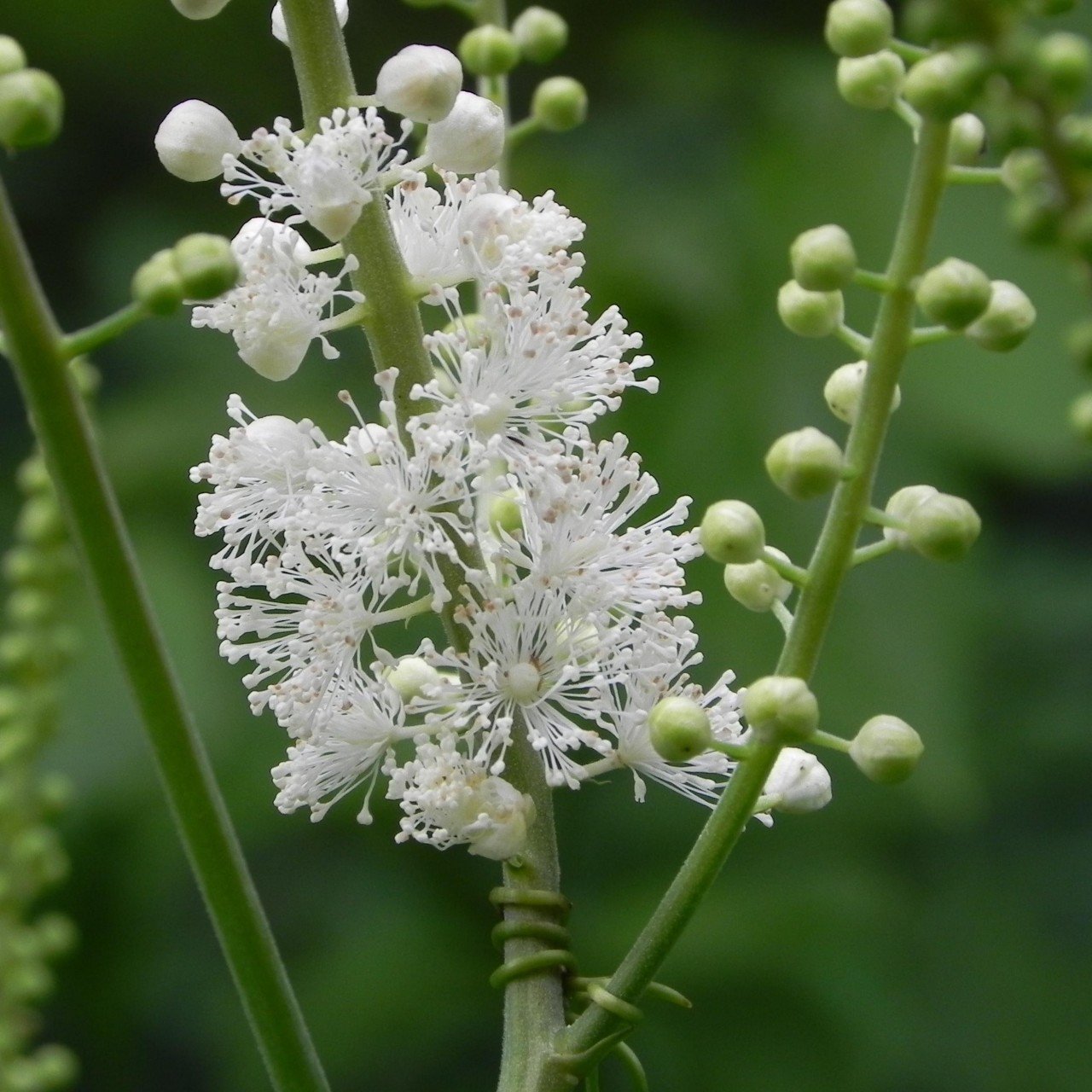 Black Cohosh